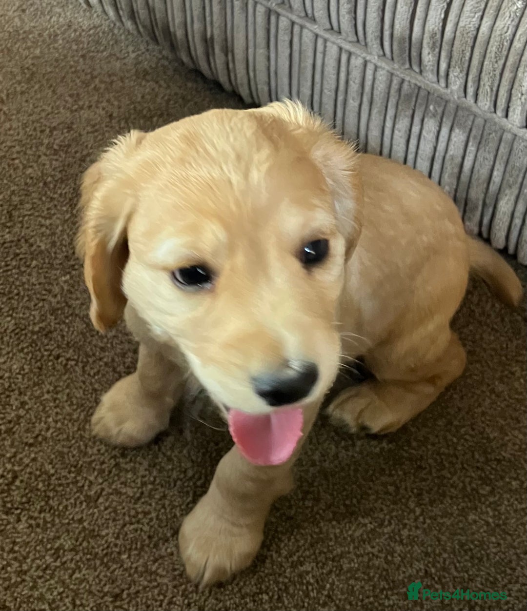 Cocker Spaniel dogs for sale: Working cocker spaniel pups  - Image 18