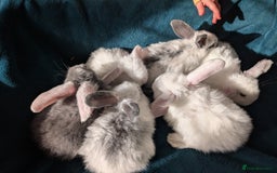 French Lop rabbits for sale: GIANT FRENCH LOPS - Image 9