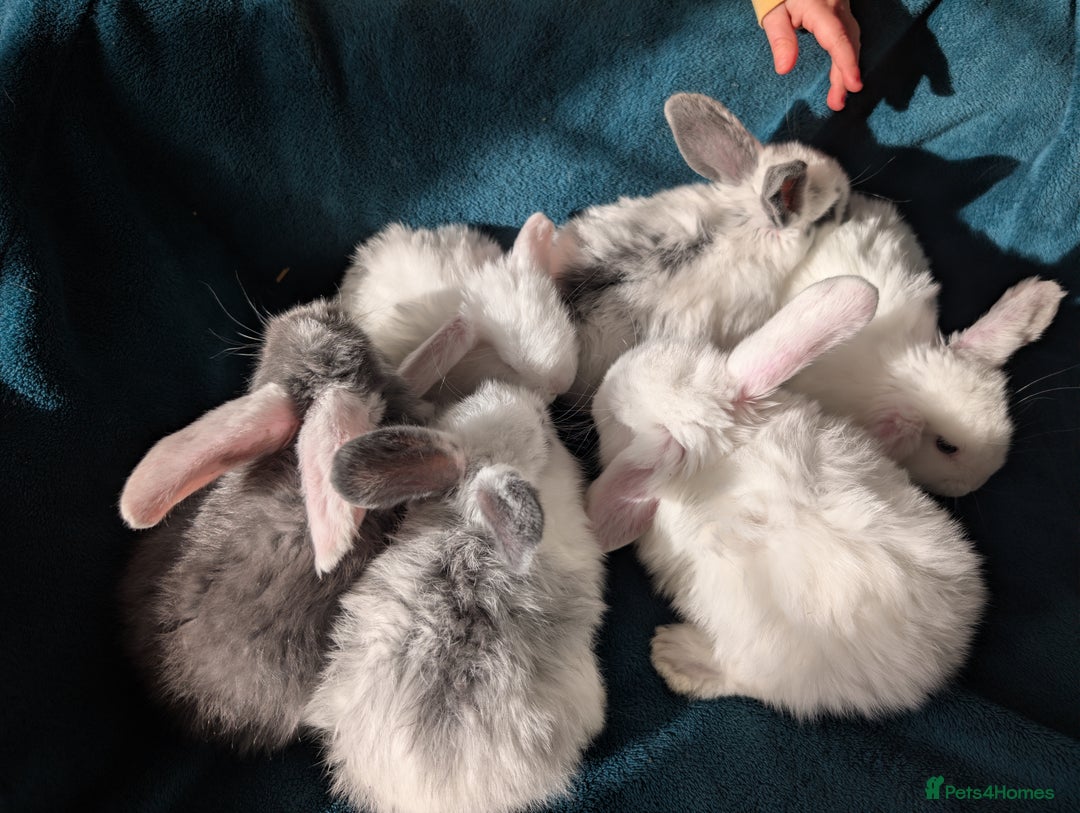 French Lop rabbits for sale: GIANT FRENCH LOPS - Image 9