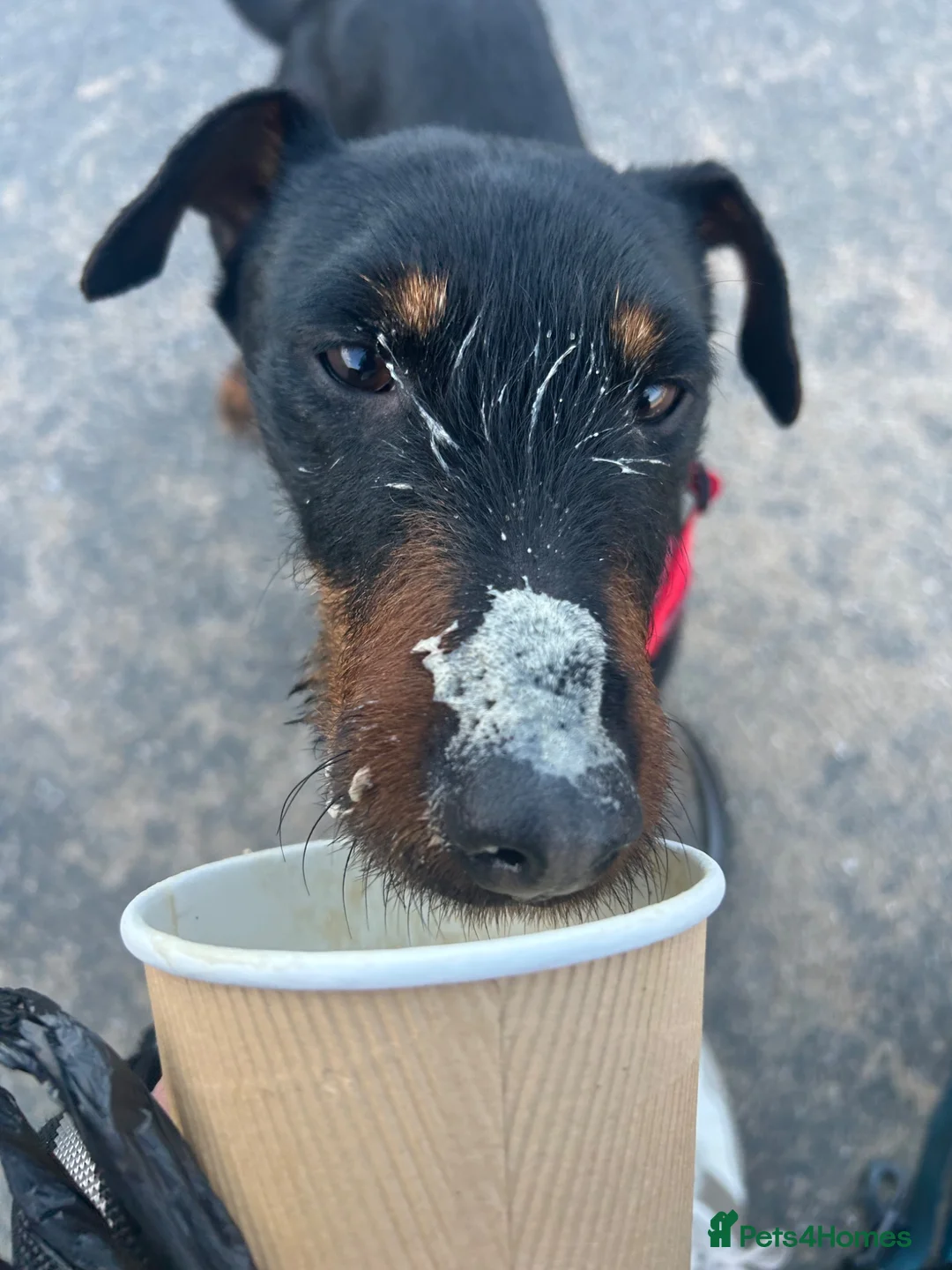 Jagdterrier dogs for sale: Jagd terrier.  in Newbiggin-by-the-Sea - Advert 3