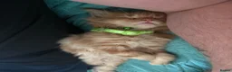 Maine Coon cats for sale: Beautiful Maine Coon Kittens – Ready to Reserve - Advert 23