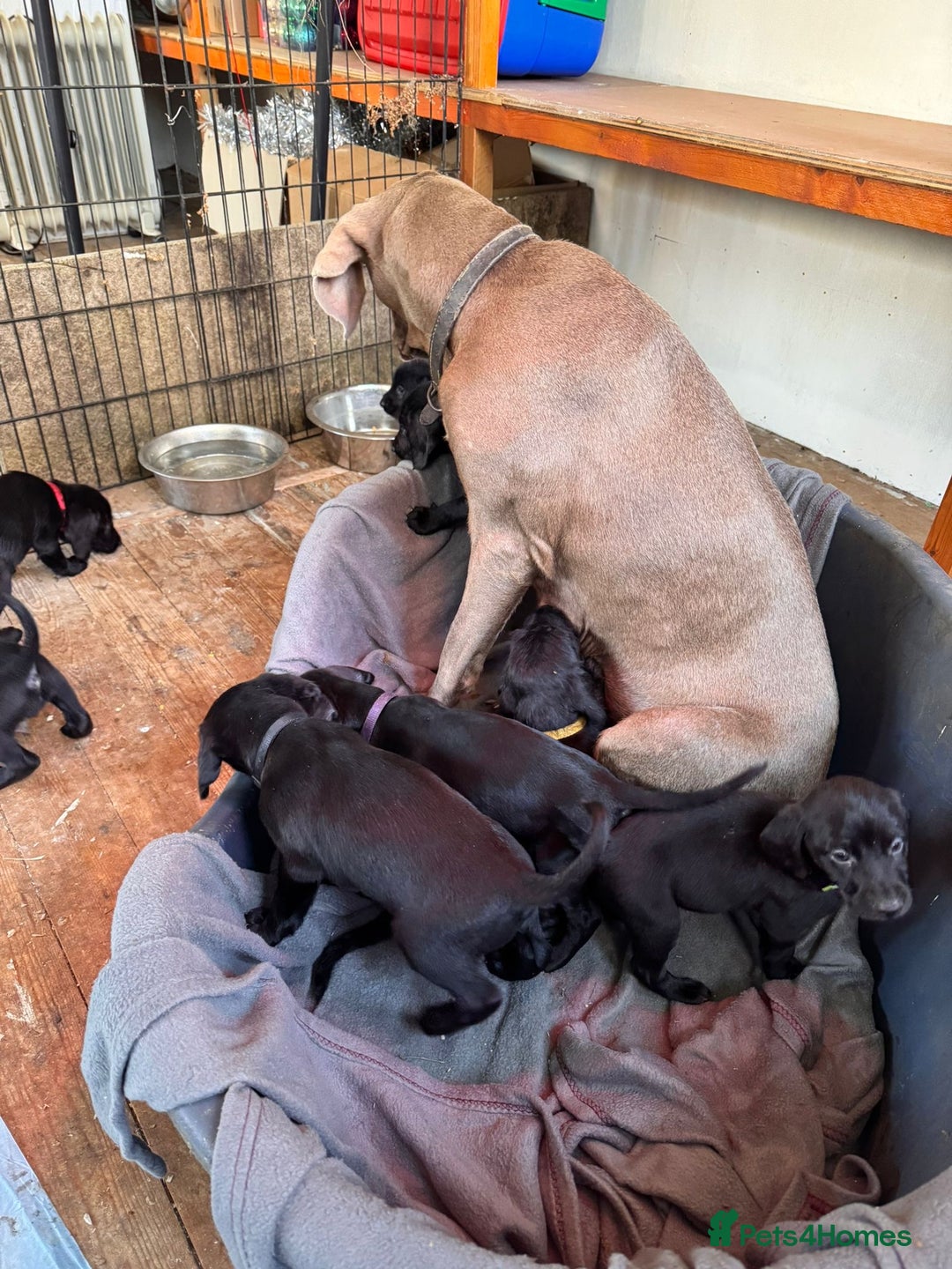 Mixed Breed dogs for sale: Doodle puppies for sale  - Advert 4