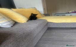 Mixed Breed cats for sale: Three mixed breed kittens - Image 21