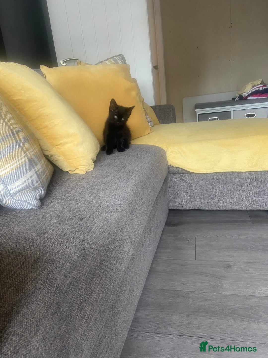 Mixed Breed cats for sale: Three mixed breed kittens - Image 21