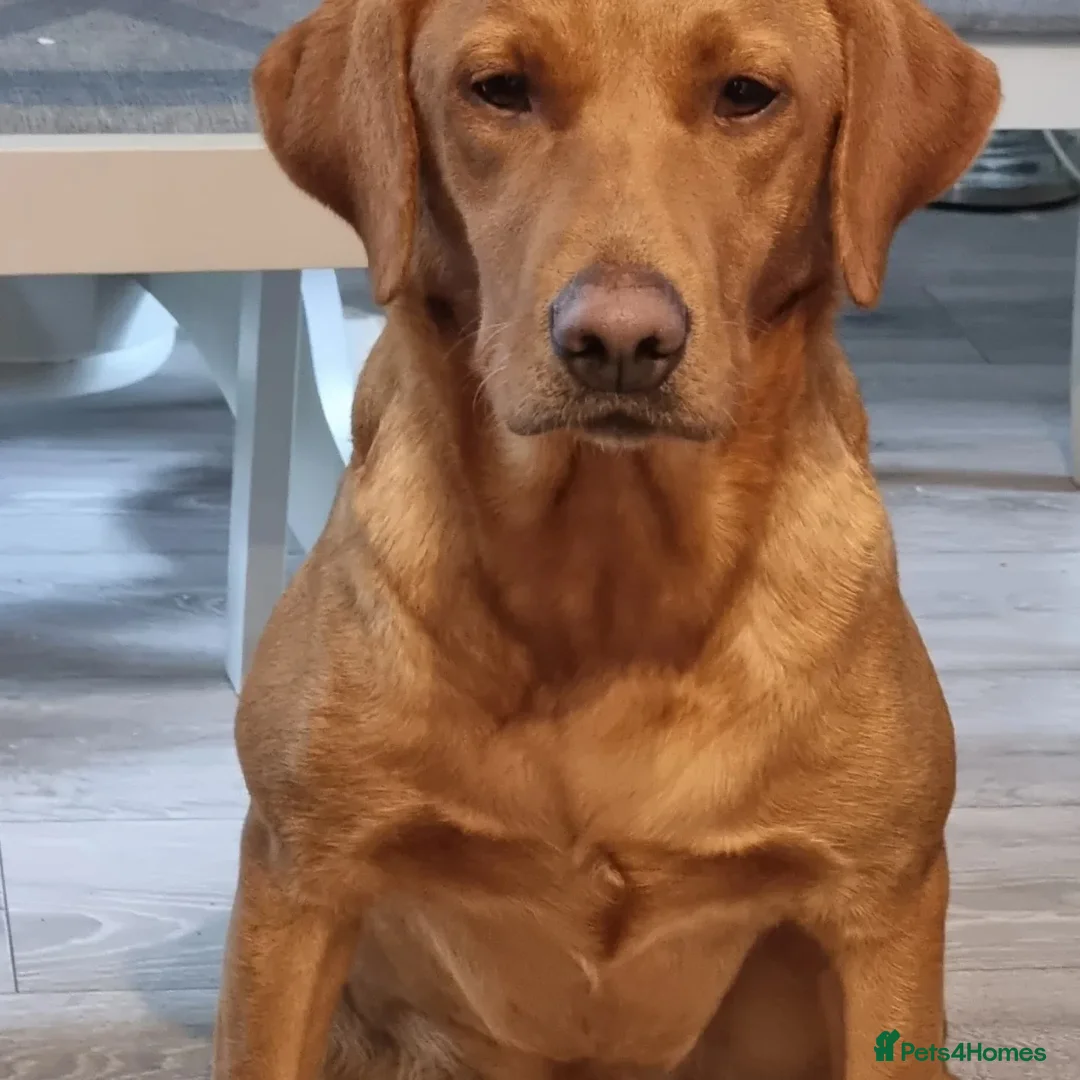 Labrador Retriever dogs for sale: 5*Licenced home breeder fox red lab working lines  - Image 3