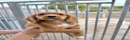 Cocker Spaniel dogs for sale: Cocker spaniel puppies ready now - Advert 18