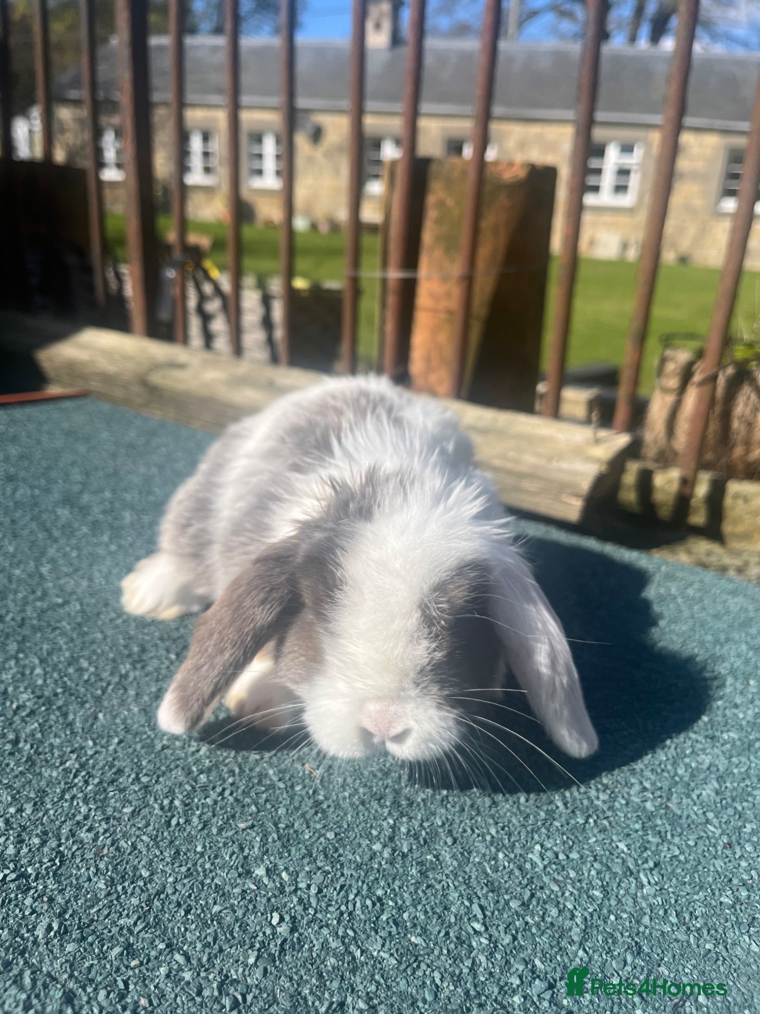 Mini Lop rabbits Gorgeous mini lops stunning colours  - Advert 22