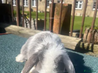 Mini Lop rabbits Gorgeous mini lops stunning colours - Advert 22