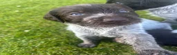 German Wirehaired Pointer dogs for sale: German Wirehaired Pointer Puppies - Advert 8