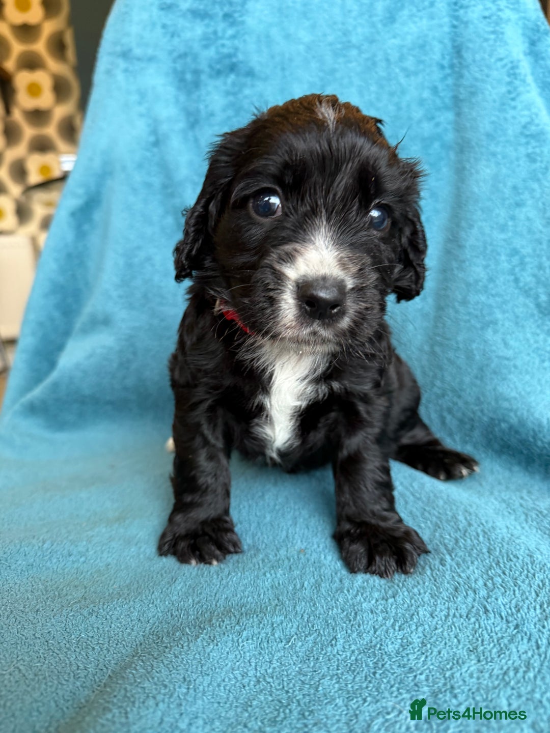 Sprocker dogs for sale: Beautiful Sprocker Spaniel pups - Image 14
