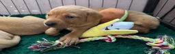 Labrador Retriever dogs for sale: FOX RED LABRADOR PUPPIES PARENTS HEALTH TESTED in Chepstow - Advert 11