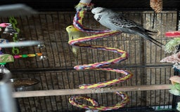 Budgerigars birds for sale: Beautiful male and female budgies  - Image 2