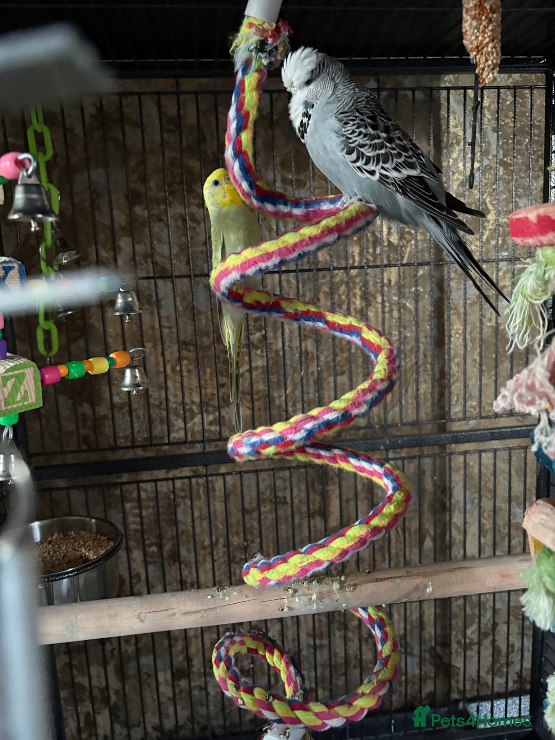 Budgerigars birds for sale: Beautiful male and female budgies  - Image 2