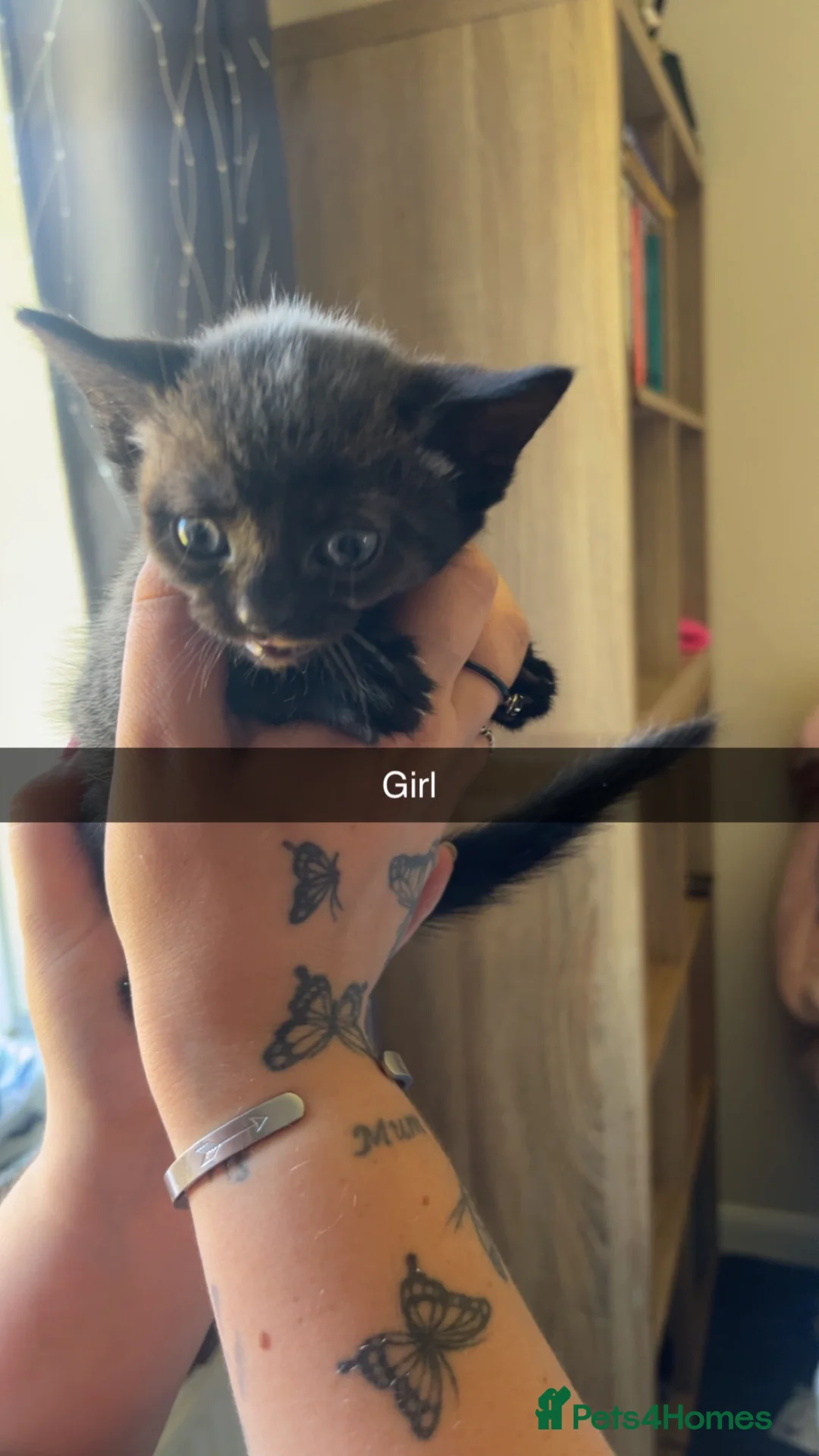 Mixed Breed cats for sale: All kittens £70 ready to leave today!  in Felixstowe - Advert 2