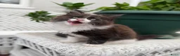 Mixed Breed cats for sale: Half Maine Coon kitten - Advert 7