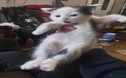 Mixed Breed cats for sale: Selling on behalf of my dad £10 each  - Image 3