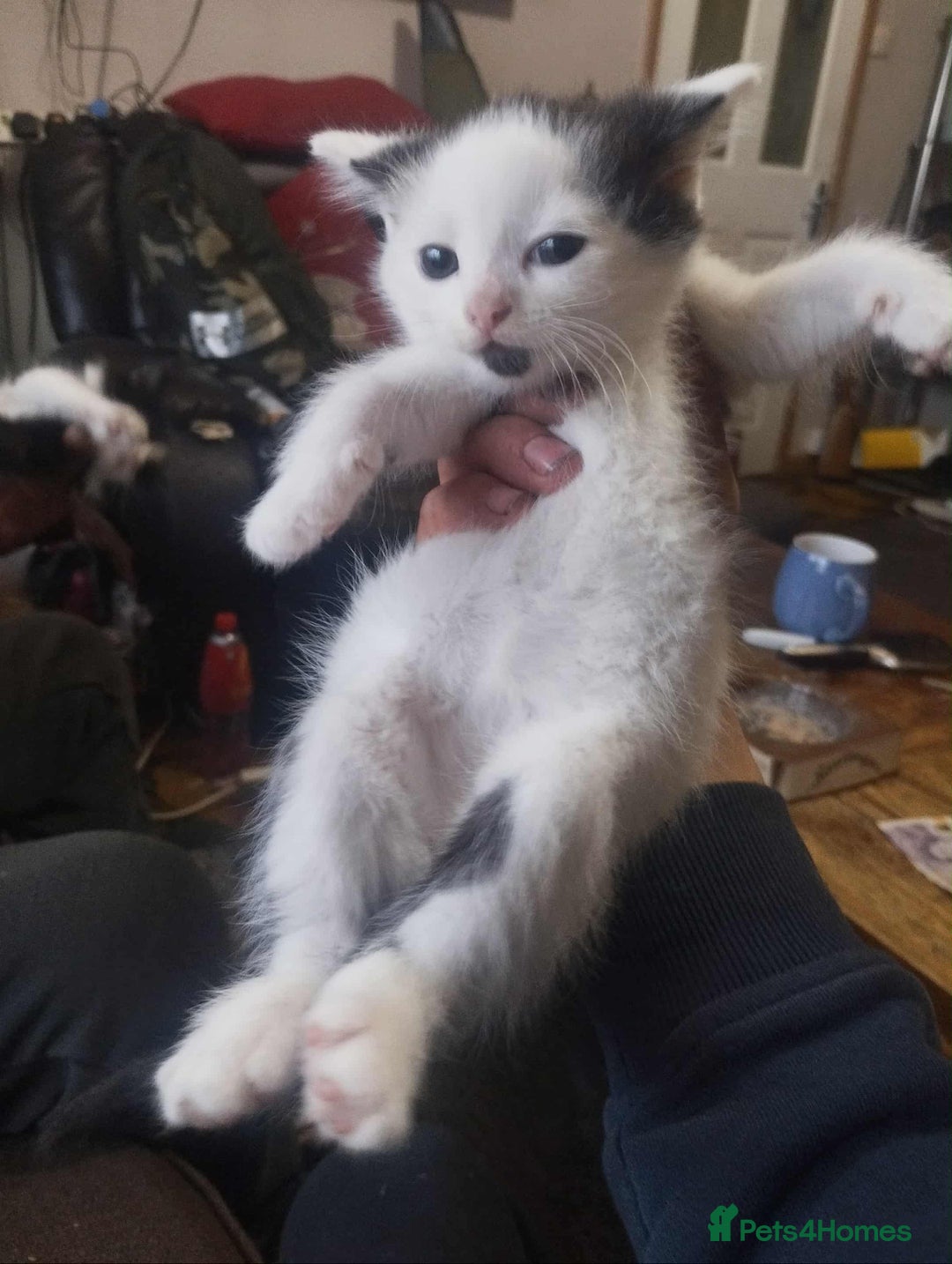 Mixed Breed cats for sale: Selling on behalf of my dad £10 each  - Image 3