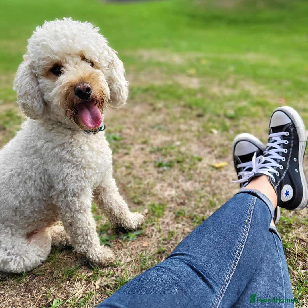 Cockapoo dogs for sale: 🐾 F1bb Red Cockapoo Puppies 🐾 - Advert 2