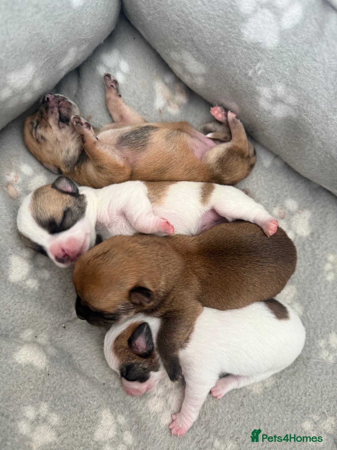Chihuahua dogs for sale: Beautiful chihuahua puppys - Image 14