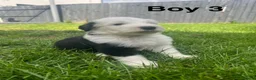 Old English Sheepdog dogs for sale: Old English Sheepdog Puppies  in Peterborough - Advert 19