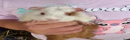 Guinea Pig rodents for sale: Beautiful and friendly guinea pig babies  - Advert 9