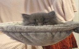 British Longhair cats for sale: Blue & Lilac Gorgeous British longhair kittens - Image 29