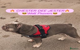 French Bulldog dogs for stud: Stunning Isabella & Tan boy fluffy L4 for Stud in Dundee - Image 2