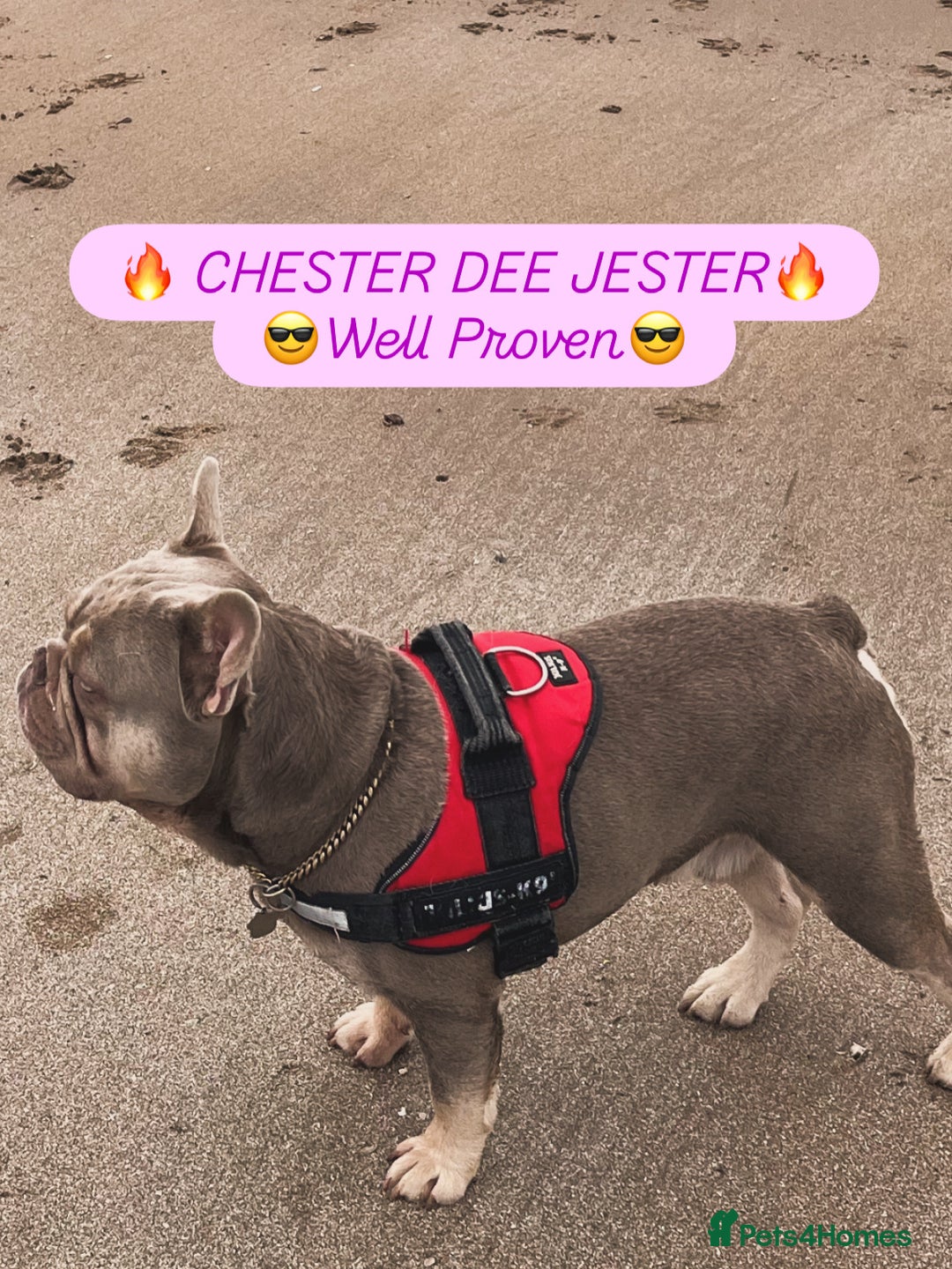 French Bulldog dogs for stud: Stunning Isabella & Tan boy fluffy L4 for Stud in Dundee - Image 2