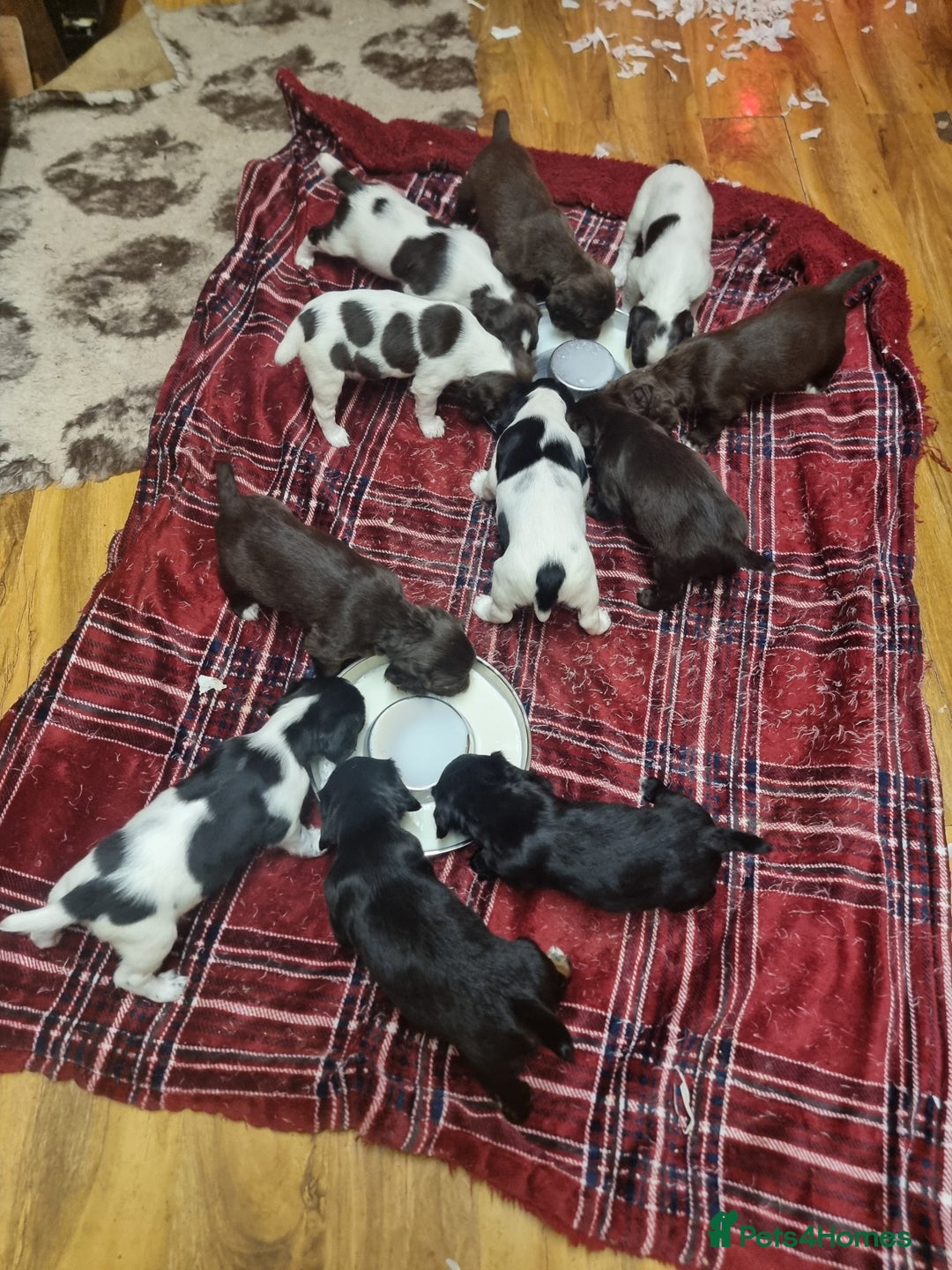 Sprocker dogs for sale: Sprocker pups - Advert 2