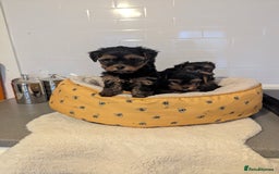 Yorkshire Terrier dogs for sale: Adorable Yorkshire terrier puppies available  - Image 11