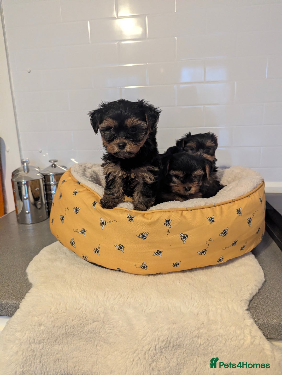 Yorkshire Terrier dogs for sale: Adorable Yorkshire terrier puppies available  - Image 11