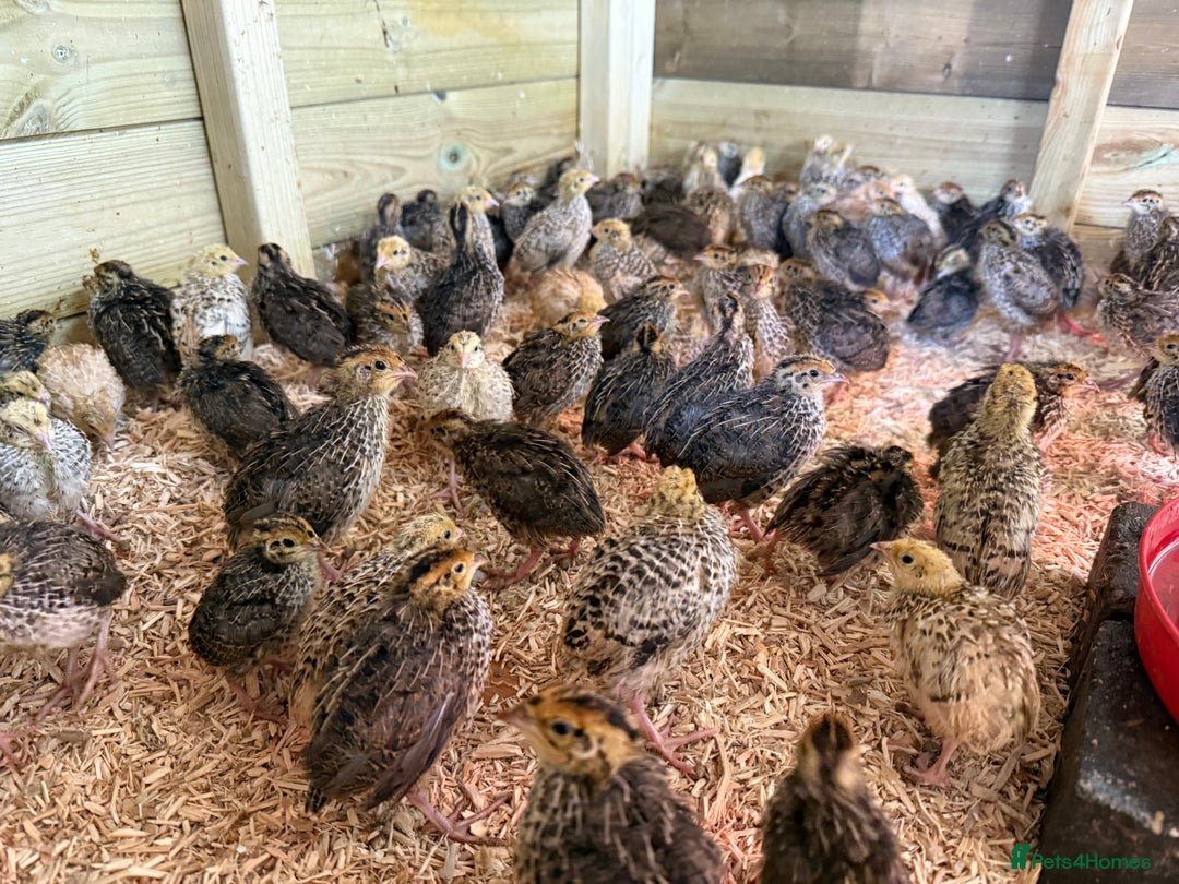 Quail poultry for sale: 🚨 COTURNIX QUAIL AVAILABLE NOW! 🐣🐥 - Image 6