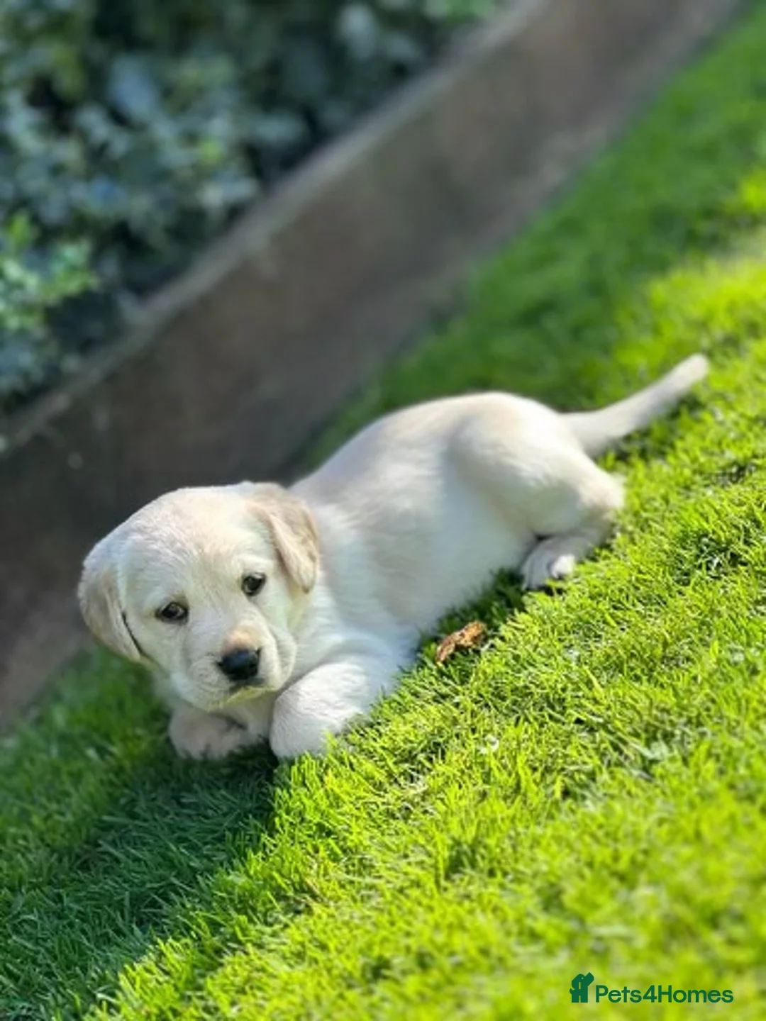 Labrador Retriever dogs for stud: KC REGISTERED STUD DOG in Trowbridge - Advert 6