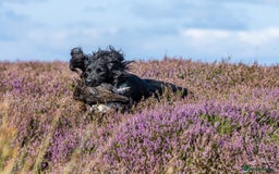 English Springer Spaniel dogs for stud: Heavily marked B&W FULLY HEALTH TESTED ESS in Leyburn - Image 12