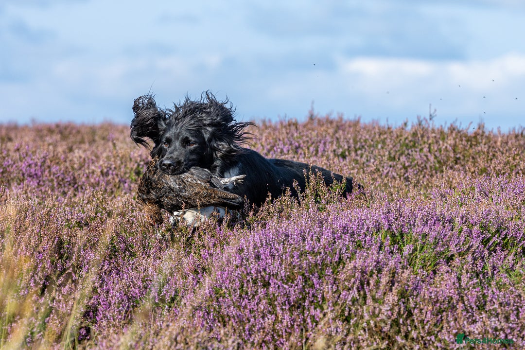 English Springer Spaniel dogs for stud: Heavily marked B&W FULLY HEALTH TESTED ESS in Leyburn - Image 12