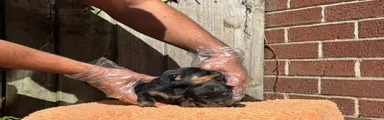 Rottweiler 6