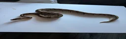 Python Snake reptiles for sale: Ball pythons various reduced  - Advert 11