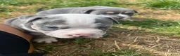 American Bully dogs for sale: Prizebullz x Clarkebullz pocket bullys  - Advert 9