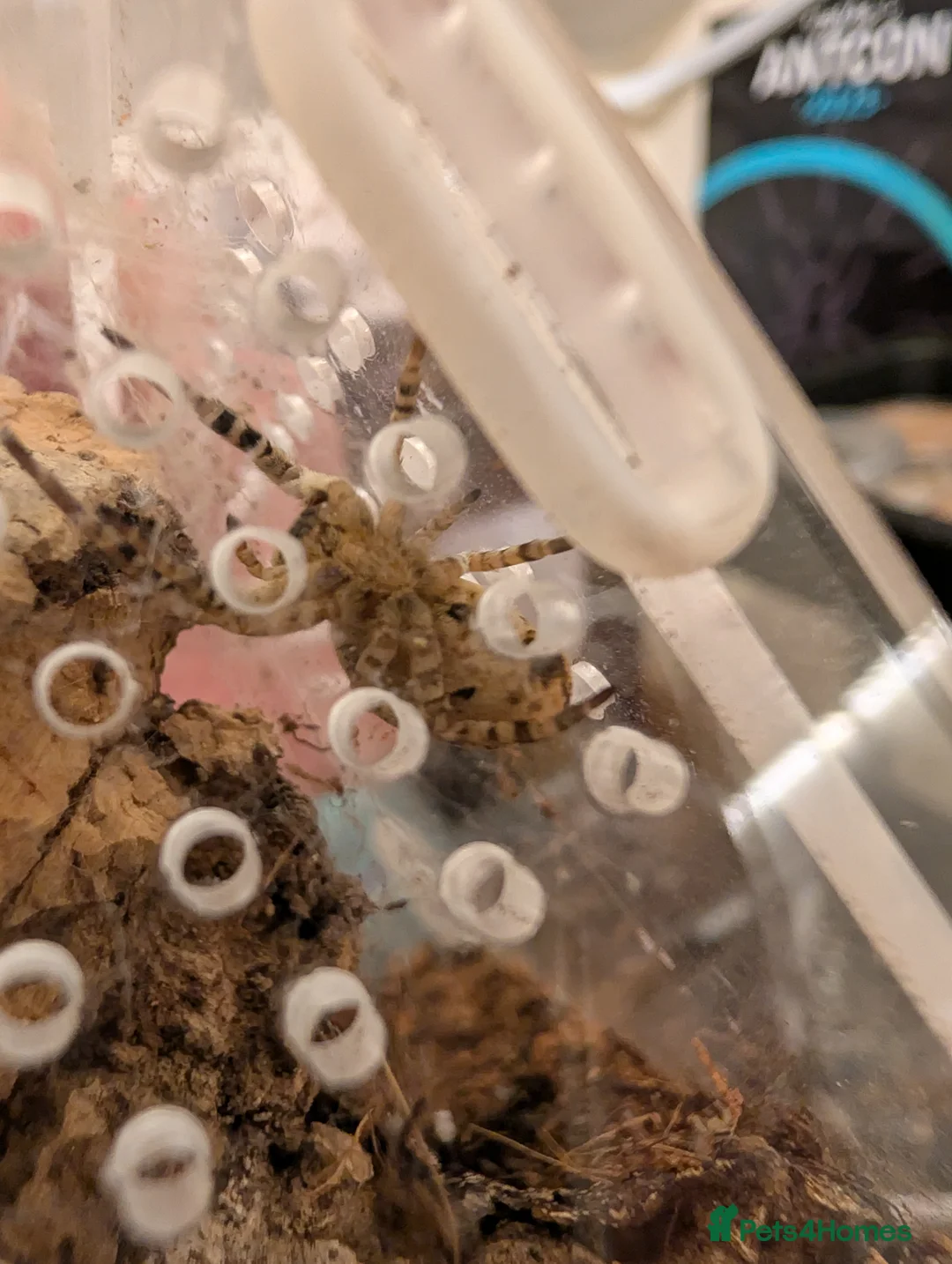 Spiders invertebrates for sale: Velvet spider (Gandanameno) and lady bird spider - Advert 4