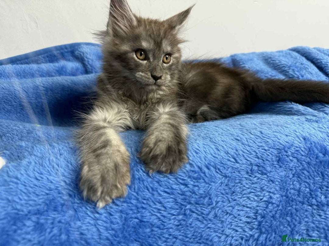 Maine Coon cats for sale: Kittens Maine Coon registered with Gccf  - Image 14