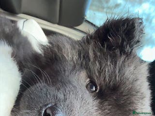 Akita dogs Long hair Akita puppy - Advert 1