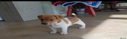 Jack Russell dogs for sale: Exquisite litter of Jack Russell Pups 🐾  - Advert 11