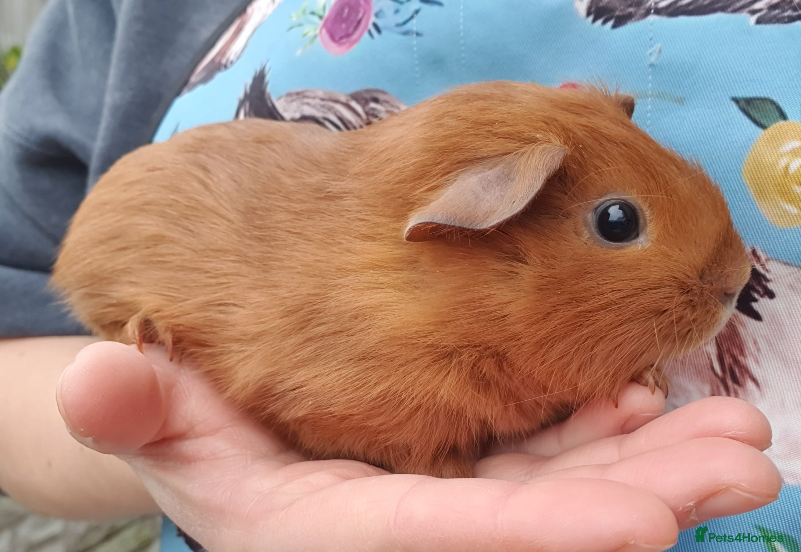 Guinea Pig rodents guinea pigs  - Advert 16