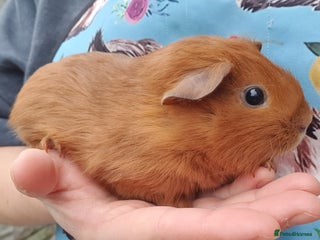 Guinea Pig rodents guinea pigs - Advert 16