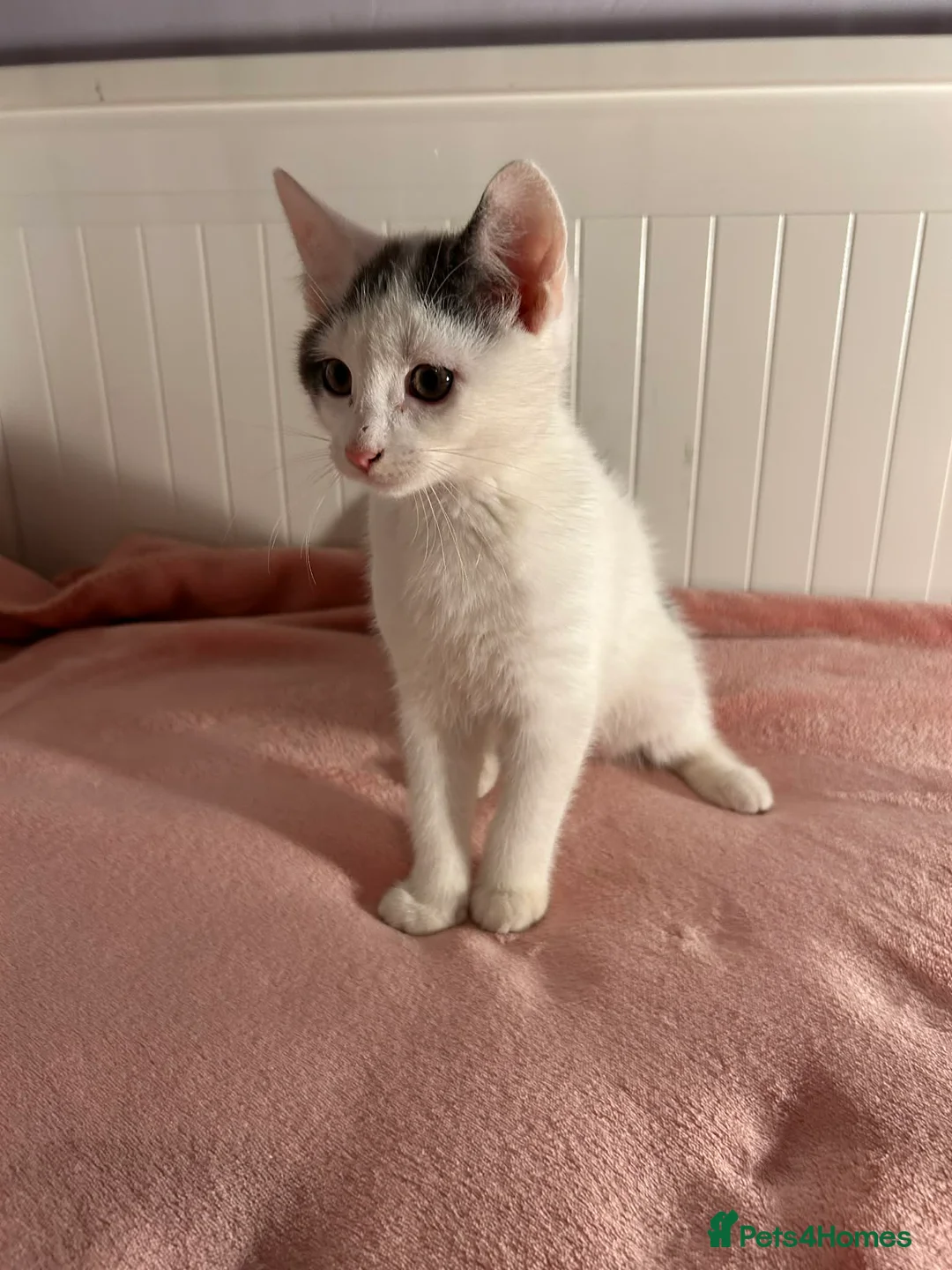 Mixed Breed cats for sale: Kittens - Advert 11