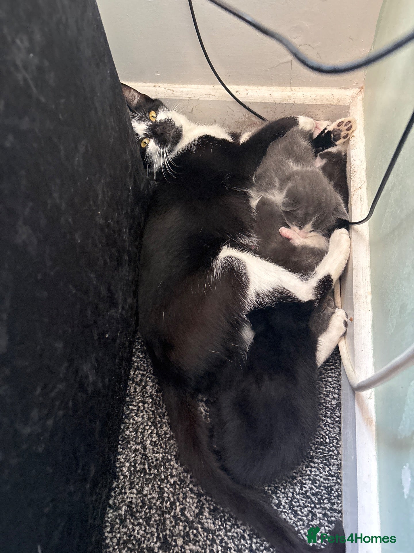 Mixed Breed cats 4 beautiful kittens  - Advert 3