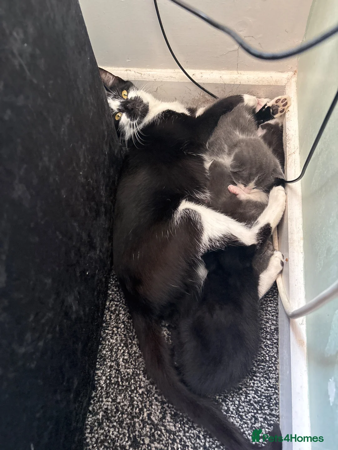 Mixed Breed cats for sale: 4 beautiful kittens  in Hayle - Advert 1