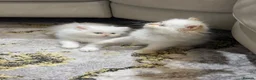 Persian cats for sale: Pure white Persian kitten in Reading - Advert 5
