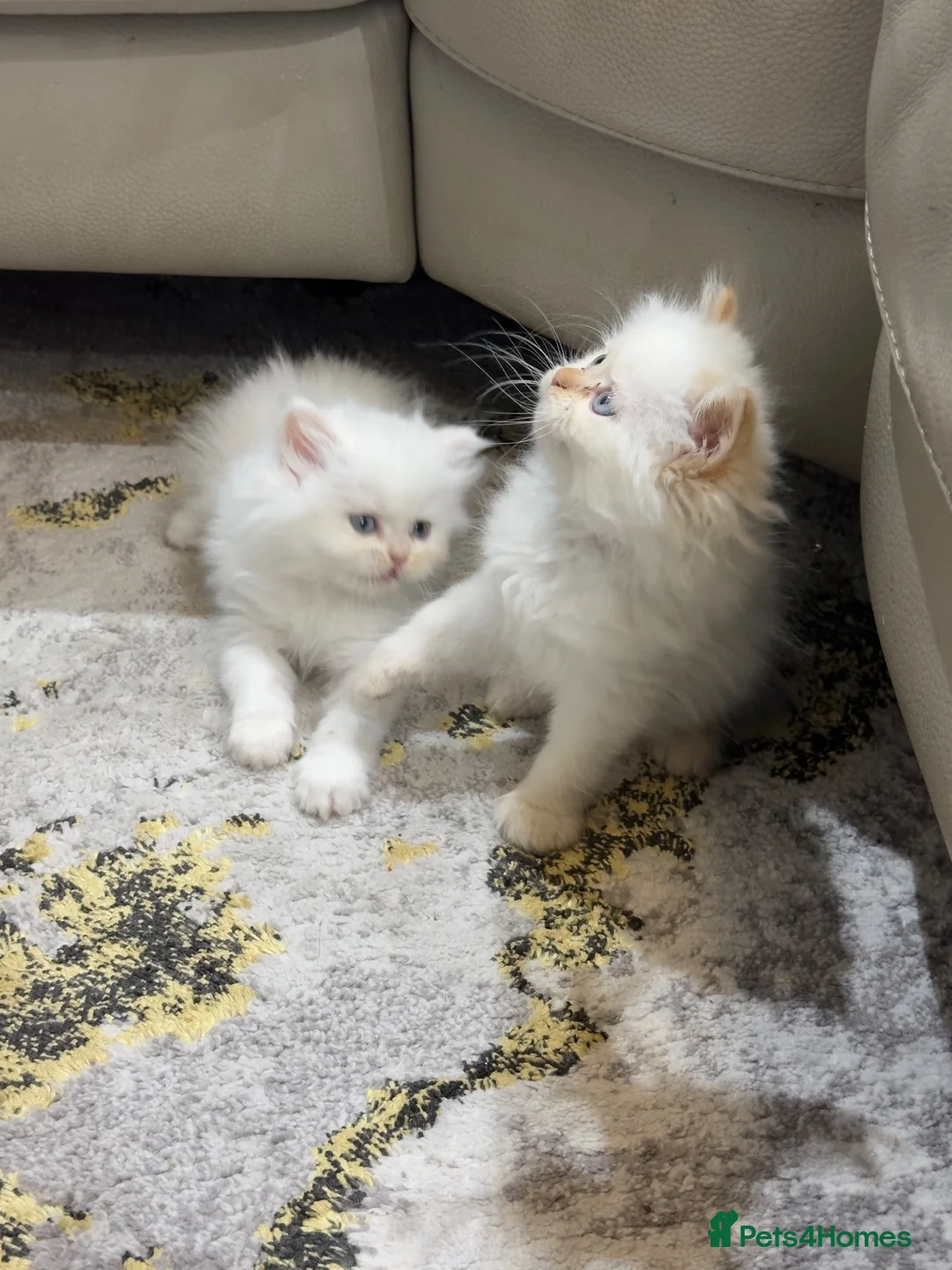 Persian cats for sale: Pure white Persian kitten in Reading - Advert 5
