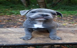 Staffordshire Bull Terrier dogs for sale: Ready Soon, KC reg, Full Vacs, BVA Eye tested 🐾 - Advert 1